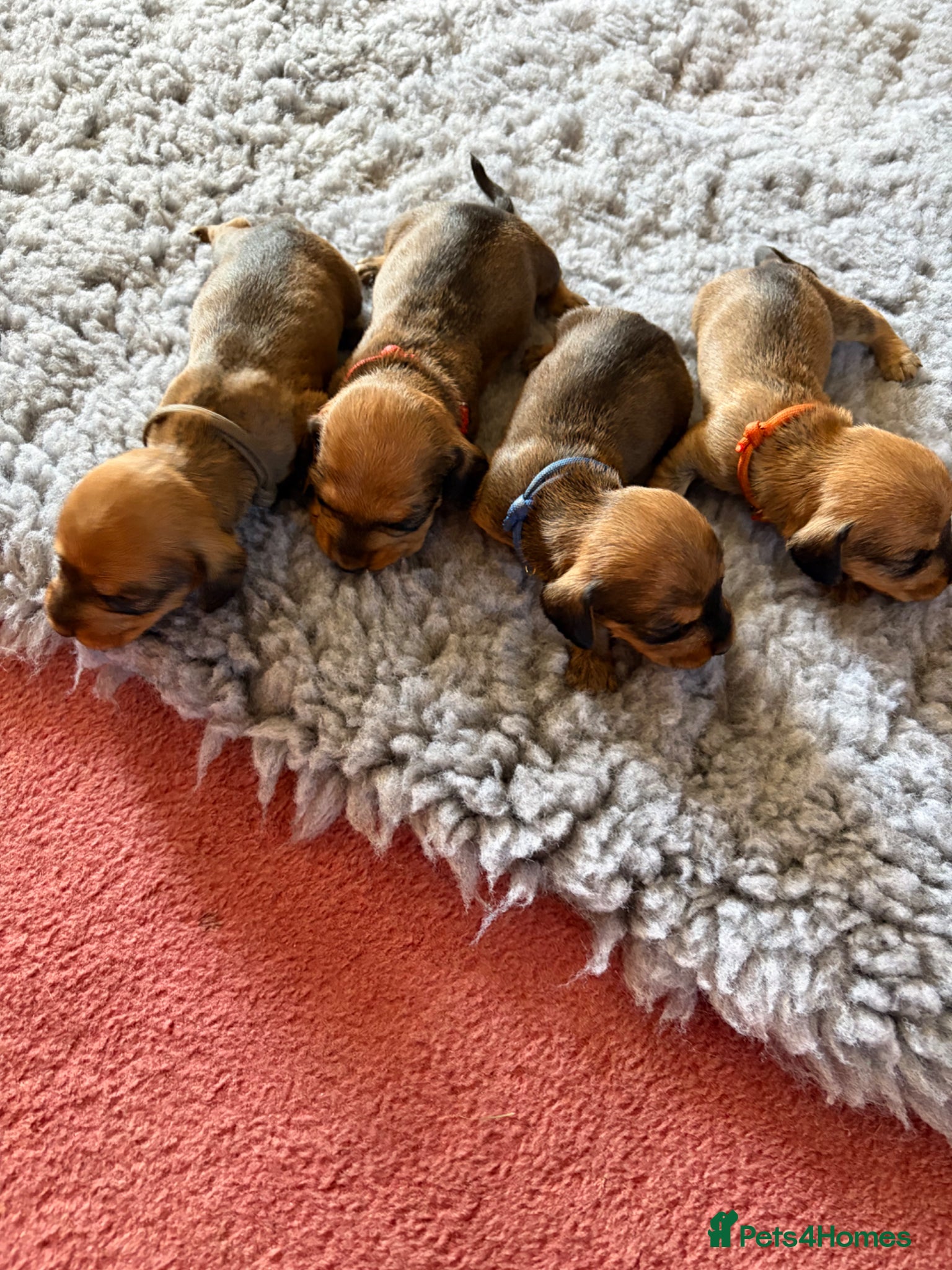 Dachshund dogs for sale: Beautiful Pedigree Wire-Haired Dachshund Puppies - Advert 12
