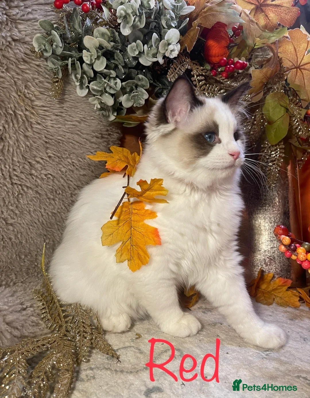 Ragdoll cats for sale: Reserved 1 GCCF Female avail  - Advert 1