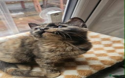 British Shorthair cats for sale: Stunning British Shorthair Kittens Ready Now! - Image 21