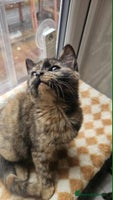 British Shorthair cats - Advert 3