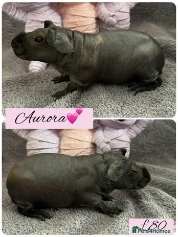 Guinea Pig rodents - Advert 4