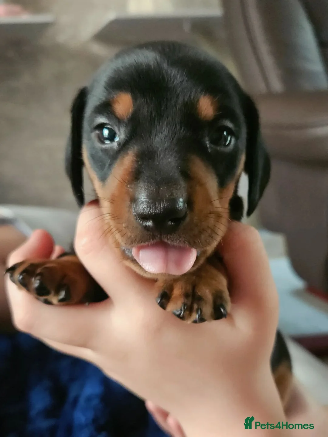 Dachshund dogs for sale: Beautiful daschund puppies for sale in Chorley - Advert 1