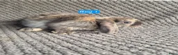 Mini Lop rabbits for sale: Mini Lop Bunnies - Advert 3