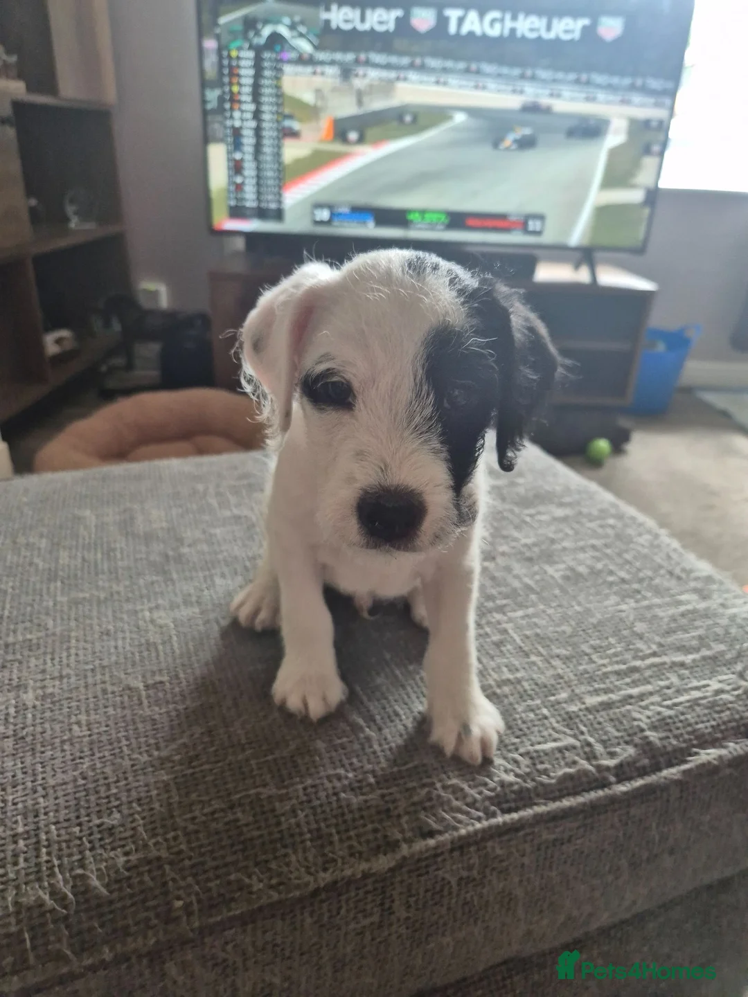 Patterjack dogs for sale: Patterjack puppies  - Advert 2