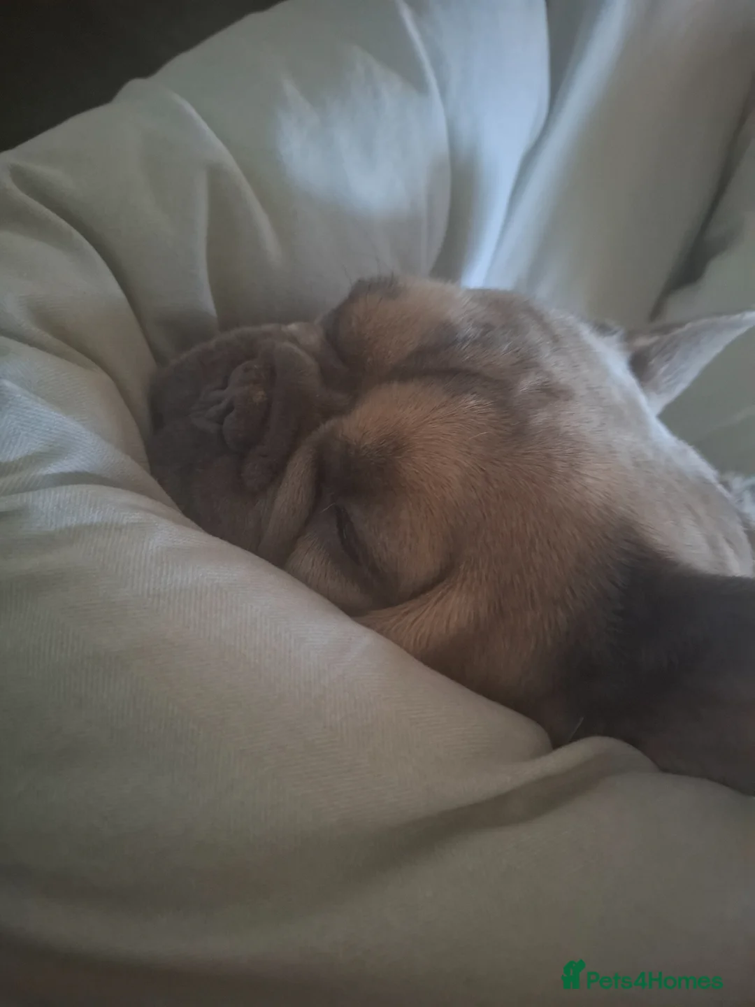 French Bulldog dogs for sale: French bulldog - Advert 4