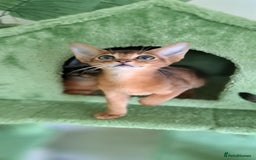 Abyssinian cats for sale: Beautiful Abyssinian Kittens - Image 2