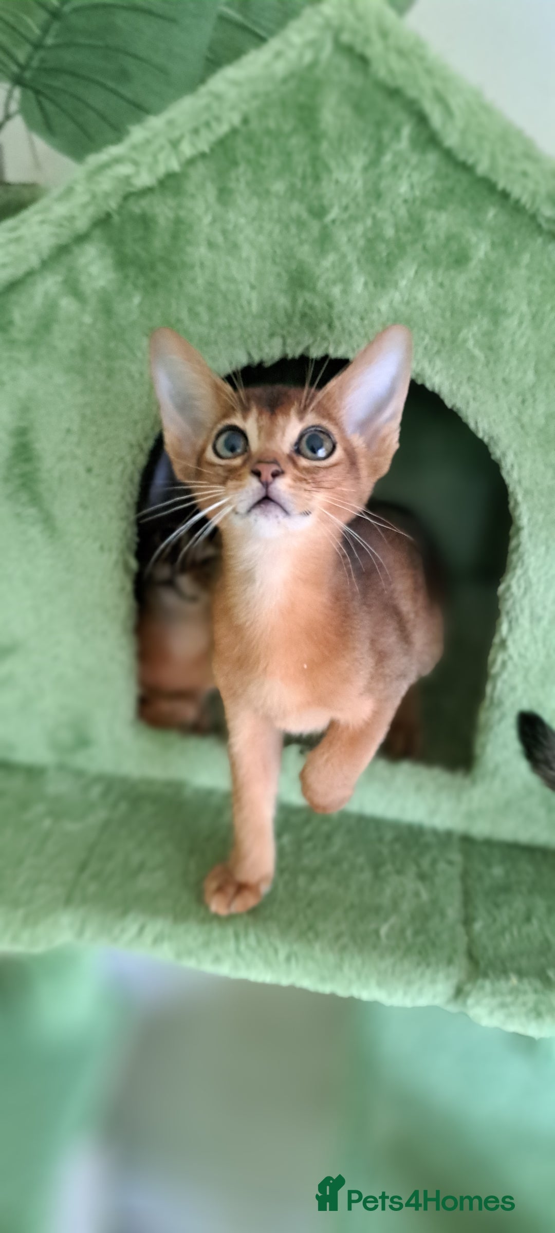 Abyssinian cats for sale: Beautiful Abyssinian Kittens - Image 2