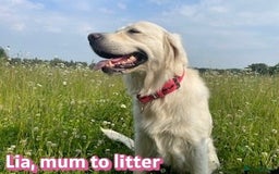 Golden Retriever dogs for sale: KC-Reg Golden Puppies @ Sunaraelia - Due 23/10/25 - Image 2