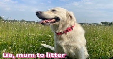 Golden Retriever dogs - Advert 8