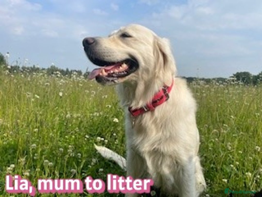 Golden Retriever dogs for sale: KC-Reg Golden Puppies @ Sunaraelia - Due 23/10/25 - Image 2
