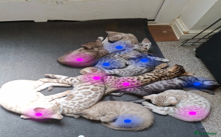Bengal cats - Advert 6