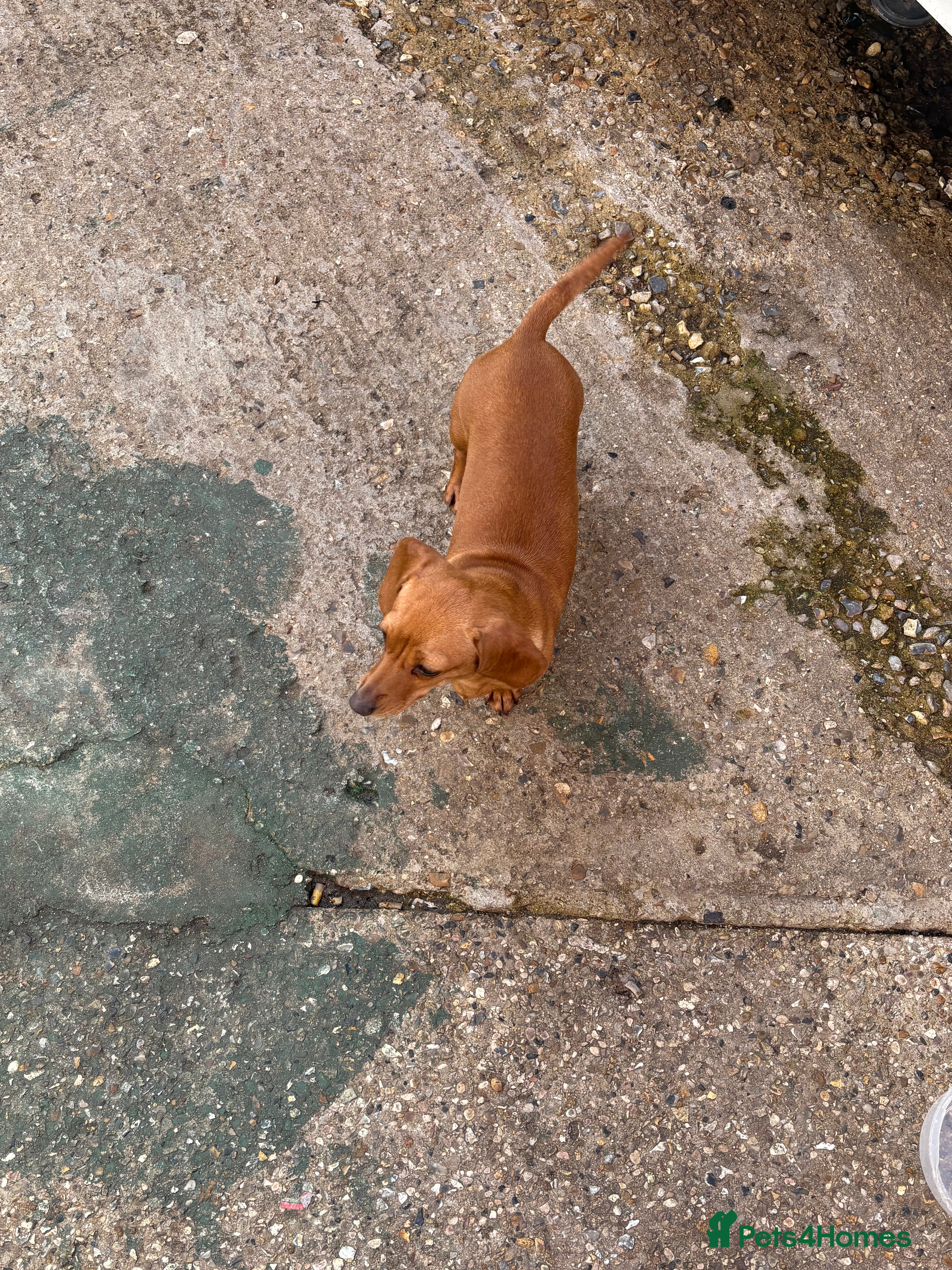 Miniature Dachshund dogs miniature dachshund for sale  in West Malling - Advert 1