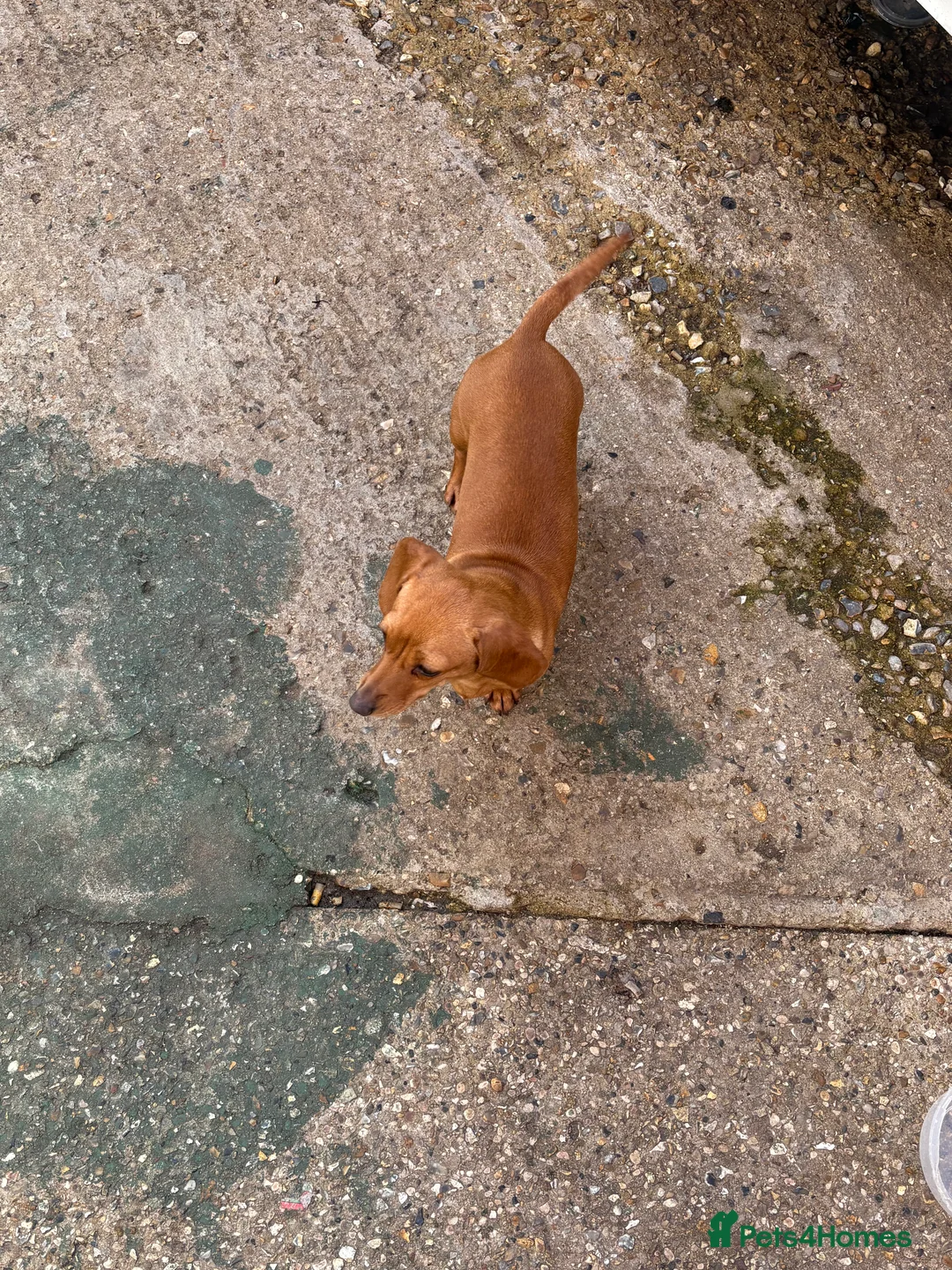 Miniature Dachshund dogs for sale: miniature dachshund for sale  in West Malling - Advert 1