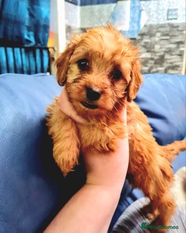 Cockapoo dogs - Advert 5