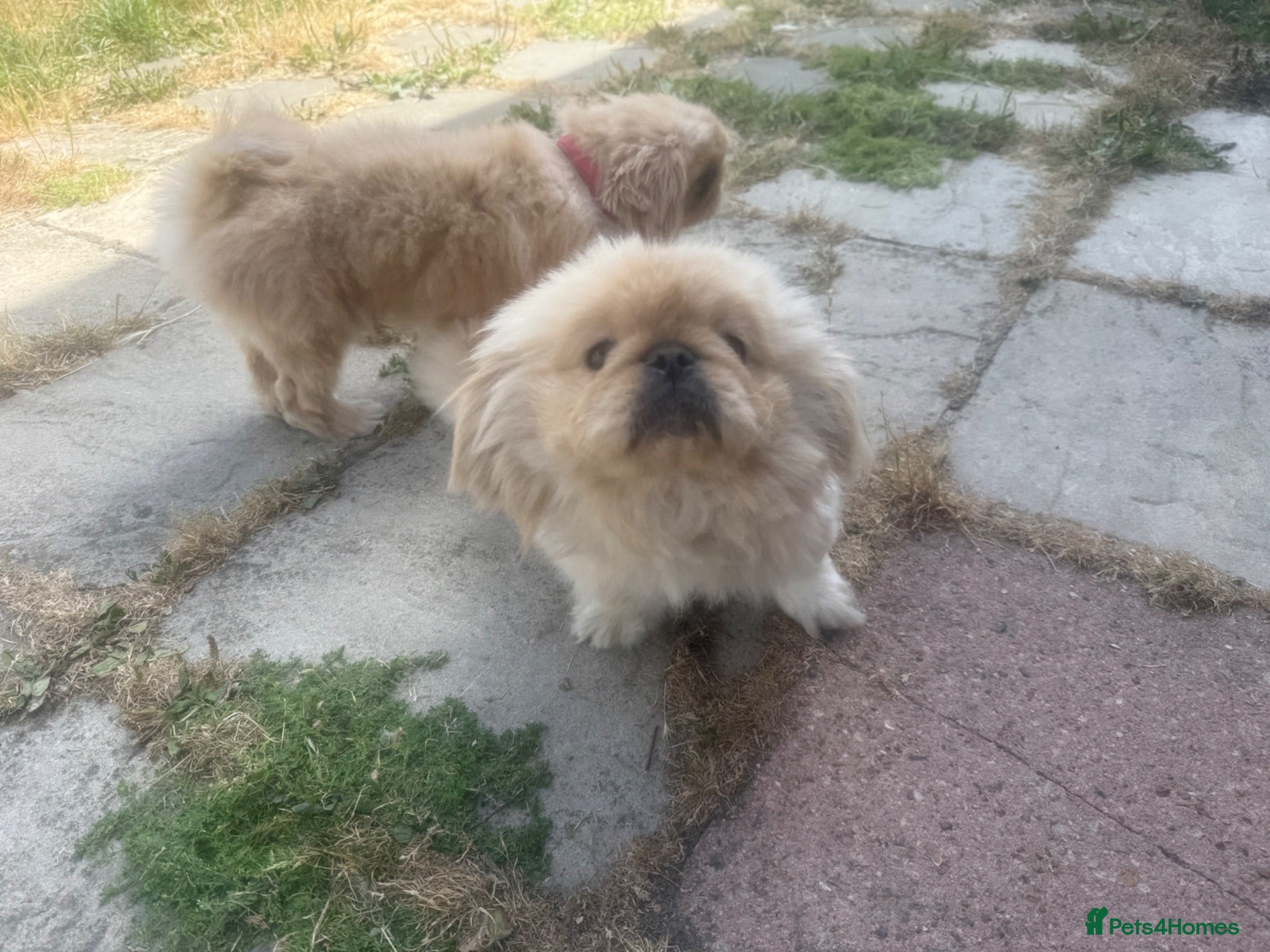 Pekingese dogs Rare pekingnese 2 boys 1 year old apricot & white  - Advert 2