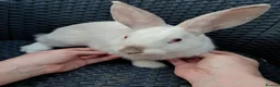 Mixed Breed rabbits for sale: New Zealand White cross Californian rabbits  - Advert 3