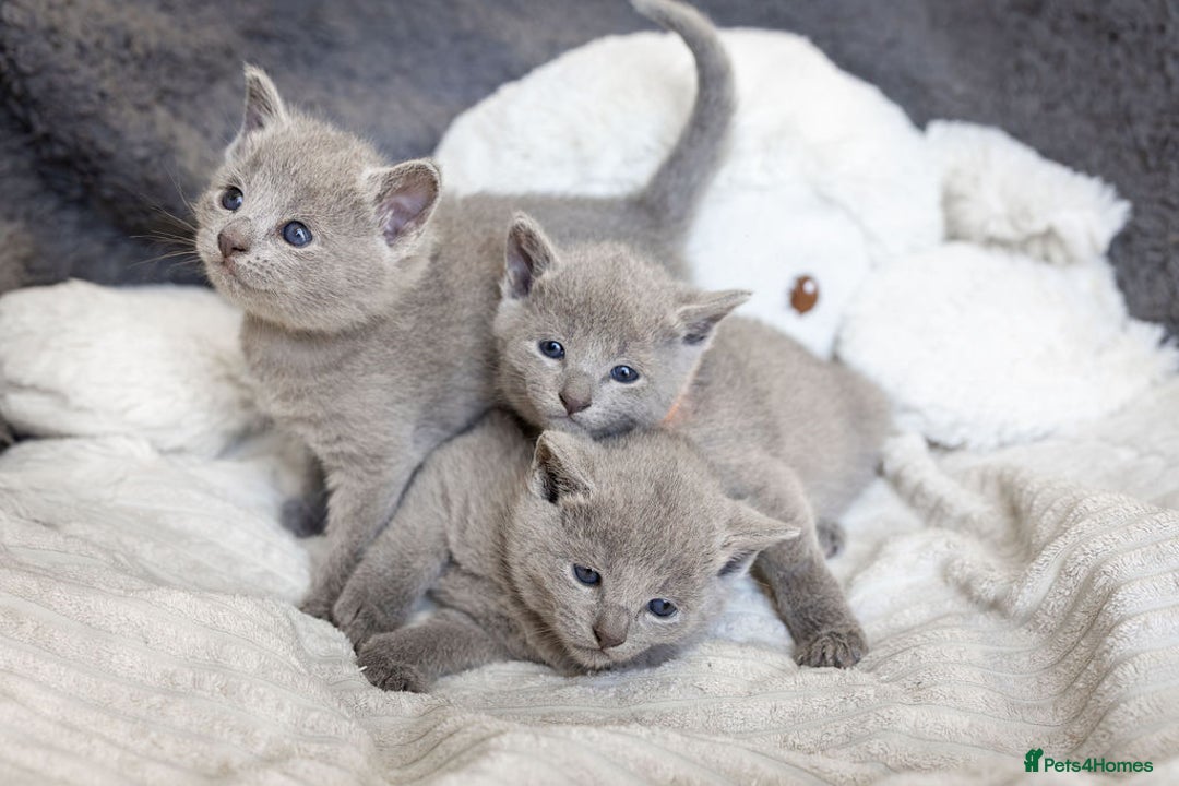 Russian Blue cats for sale: Pure Russian Blue Kittens, Silver Coat Green Eyes  - Advert 11