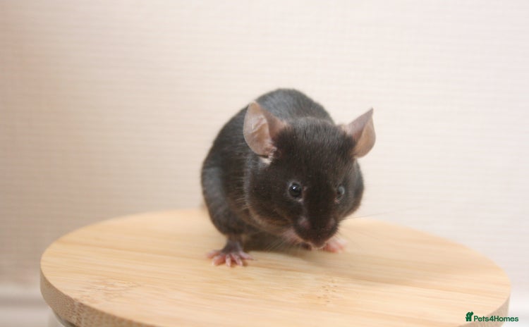 Mouse rodents - Advert 4