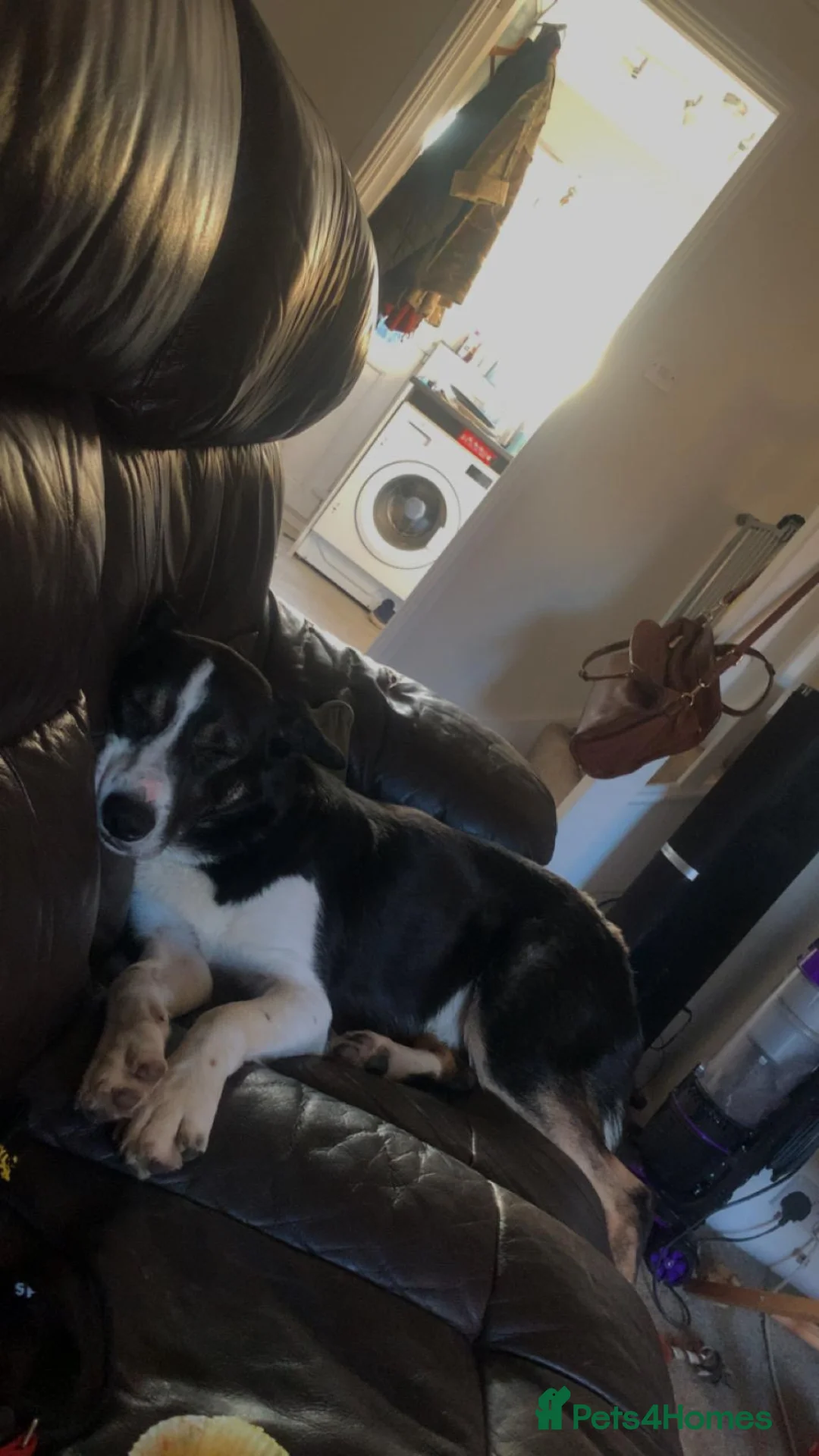 Border Collie dogs for sale: Rex in need of a new family  - Advert 15