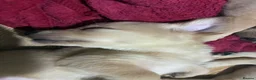 Goldador dogs for sale: Labrador x golden retriever ( goldador) in Llanelli - Advert 5