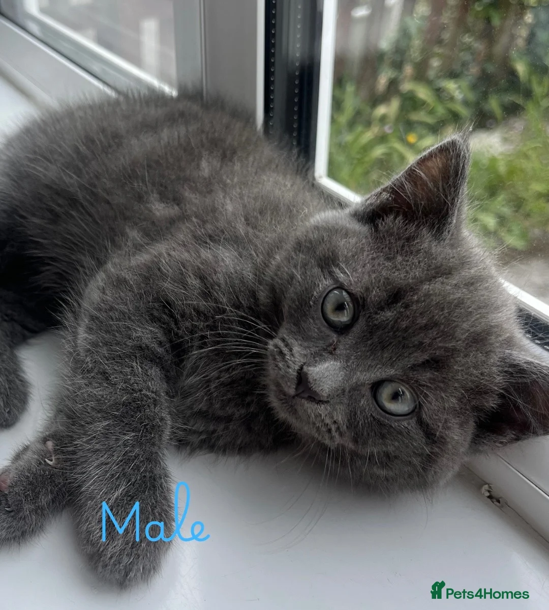 Mixed Breed cats for sale: Grey British Short Hair x British Long hair Kitten - Advert 2