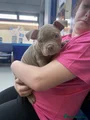 American Bully Puppy 1