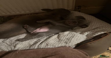 French Bulldog dogs 2 beautiful Frenchies ready now. 8 weeks old.  - Advert 9