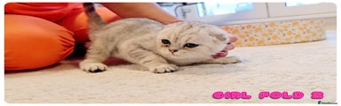 Male Scottish Fold Kitten 2