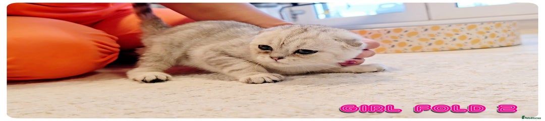 Scottish Fold Kitten 2
