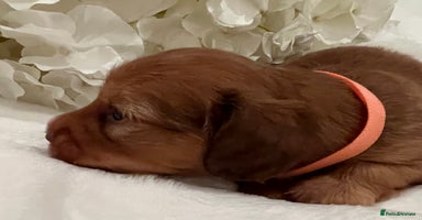 Miniature Dachshund dogs - Advert 5