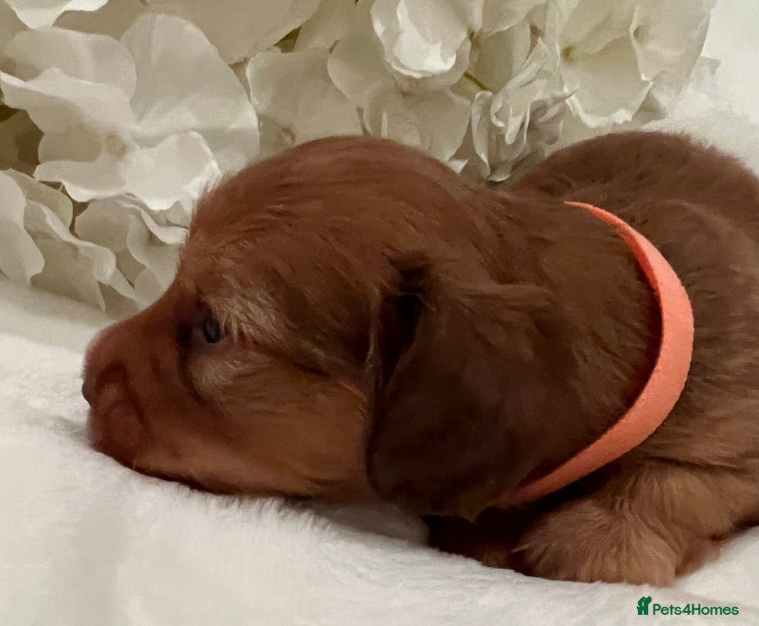 Miniature Dachshund dogs for sale: Picture Perfect Puppies  - Image 3