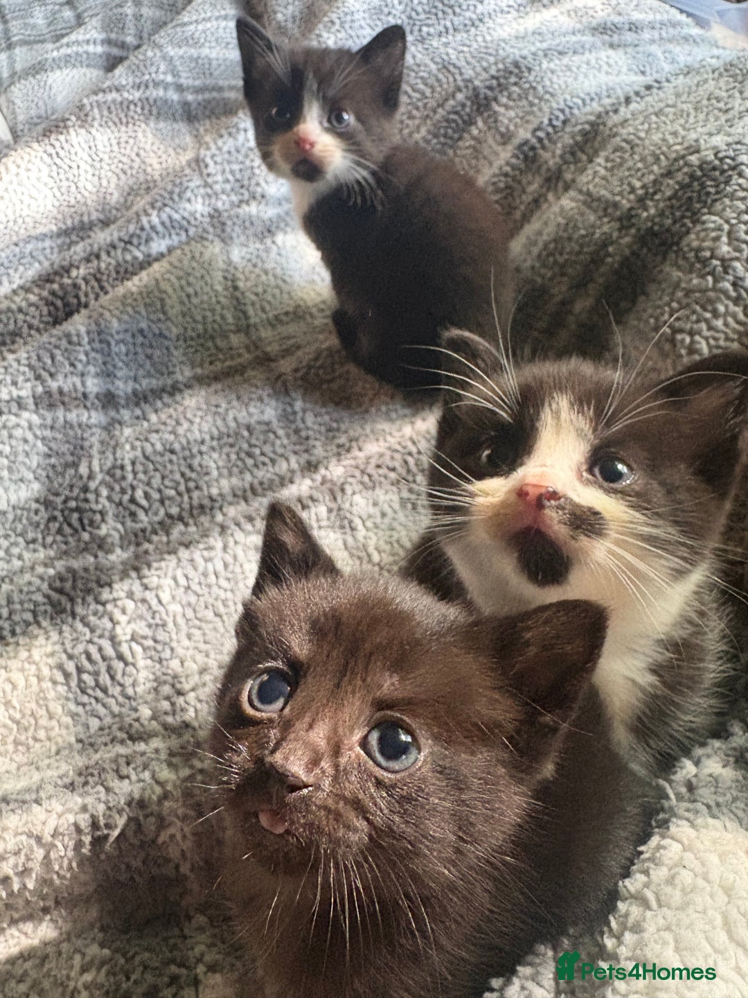 American Shorthair cats for sale: 5 black and white kittens for forever home - Image 13