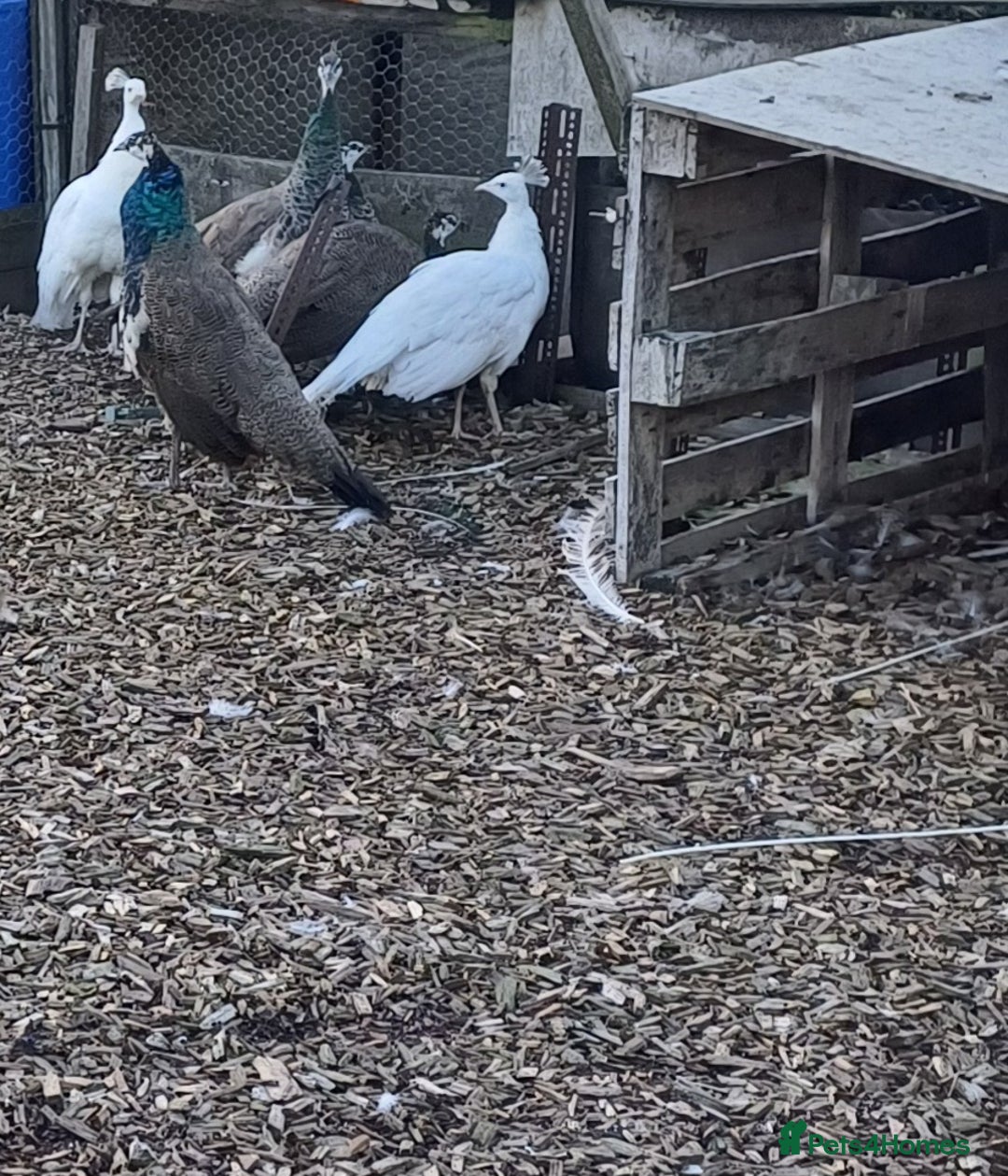 Mixed Breed birds for sale: Peacocks  - Advert 3