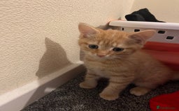 British Shorthair cats for sale: Ginger kitten  - Image 1