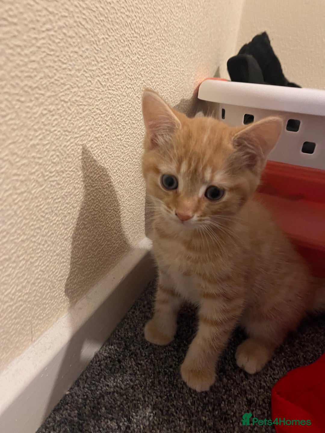 British Shorthair cats for sale: Ginger kitten  - Image 1