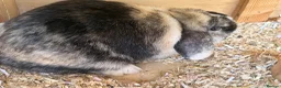 Mini Lop rabbits for sale: Trio of breeding mini lops  - Advert 7