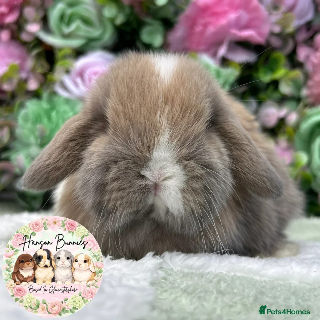 Mini Lop rabbits for sale: Beautiful Mini Lops For Sale - Advert 3