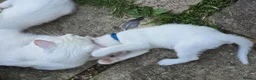 Mixed Breed cats for sale: 5 kittens ready for new homes in Southampton - Advert 6