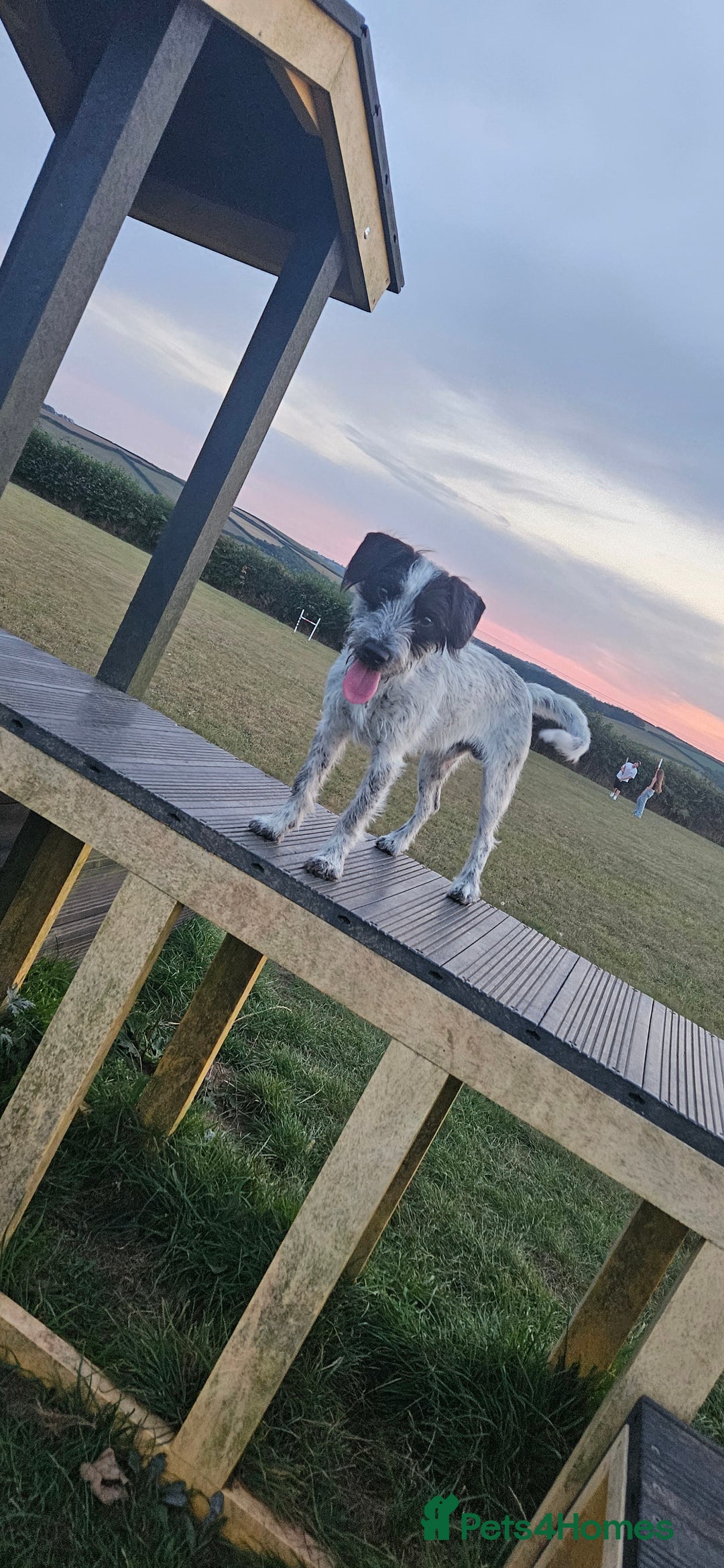 Mixed Breed dogs for sale: Terrier x cocker spaniel 10month old - Image 6
