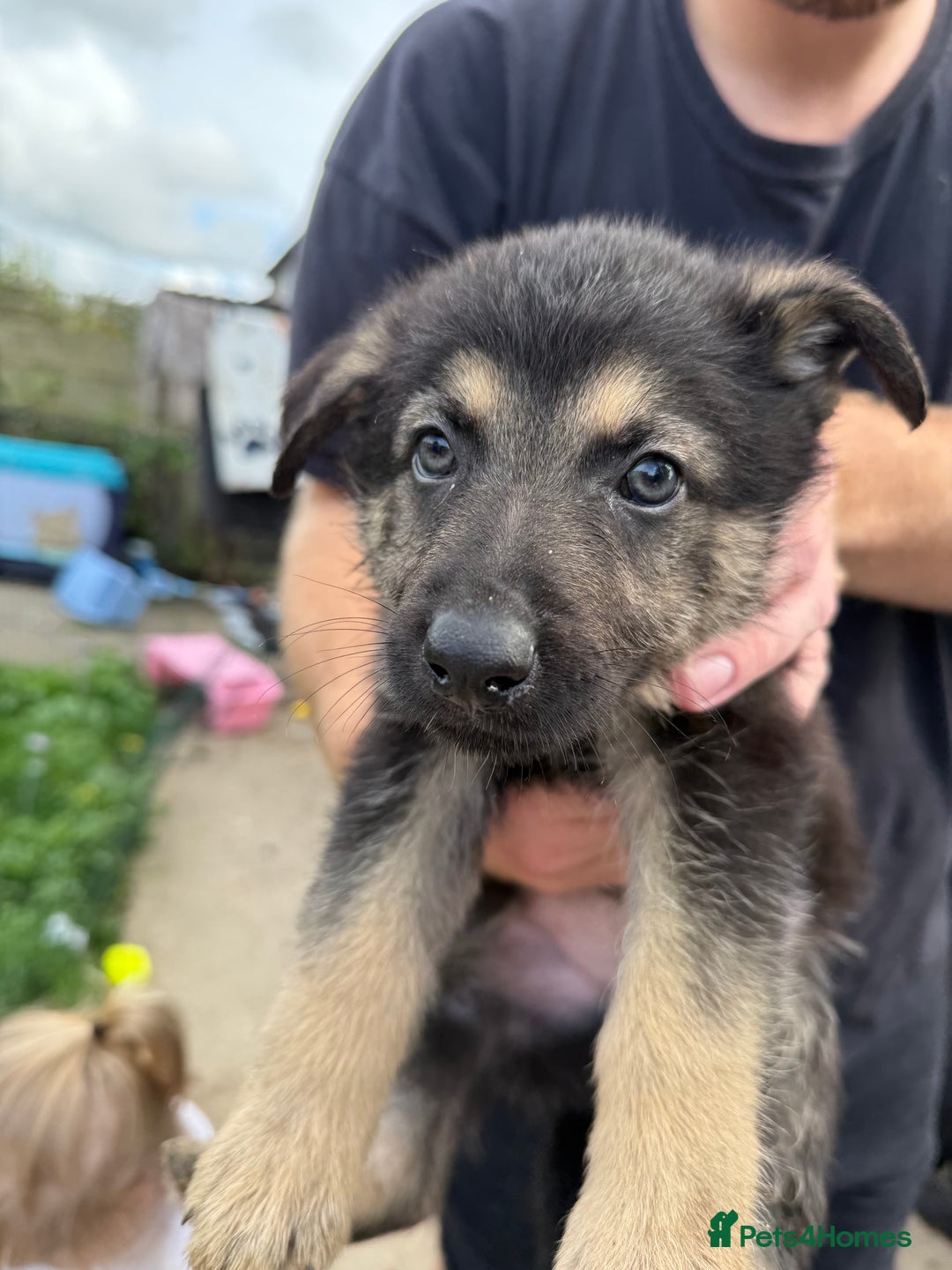 German Shepherd dogs for sale: German shepherd puppies  - Image 3