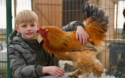 Chickens poultry for sale: Buff Columbian Brahma - Image 5