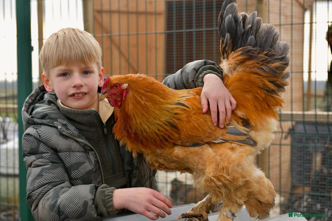 Chickens poultry for sale: Buff Columbian Brahma - Image 5