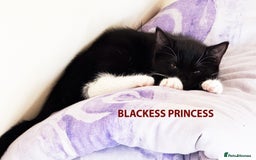 British Shorthair cats for sale: HEALTHY AND LOVING KITTEN FOR REHOUSING. - Image 4