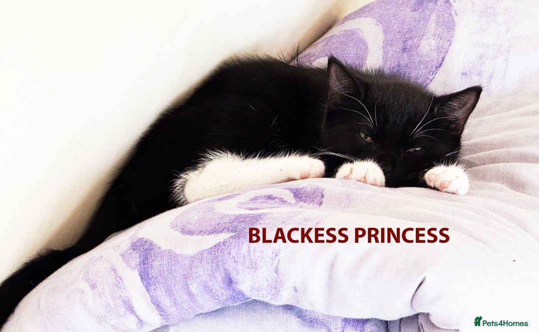 British Shorthair cats for sale: HEALTHY AND LOVING KITTEN FOR REHOUSING. - Image 4