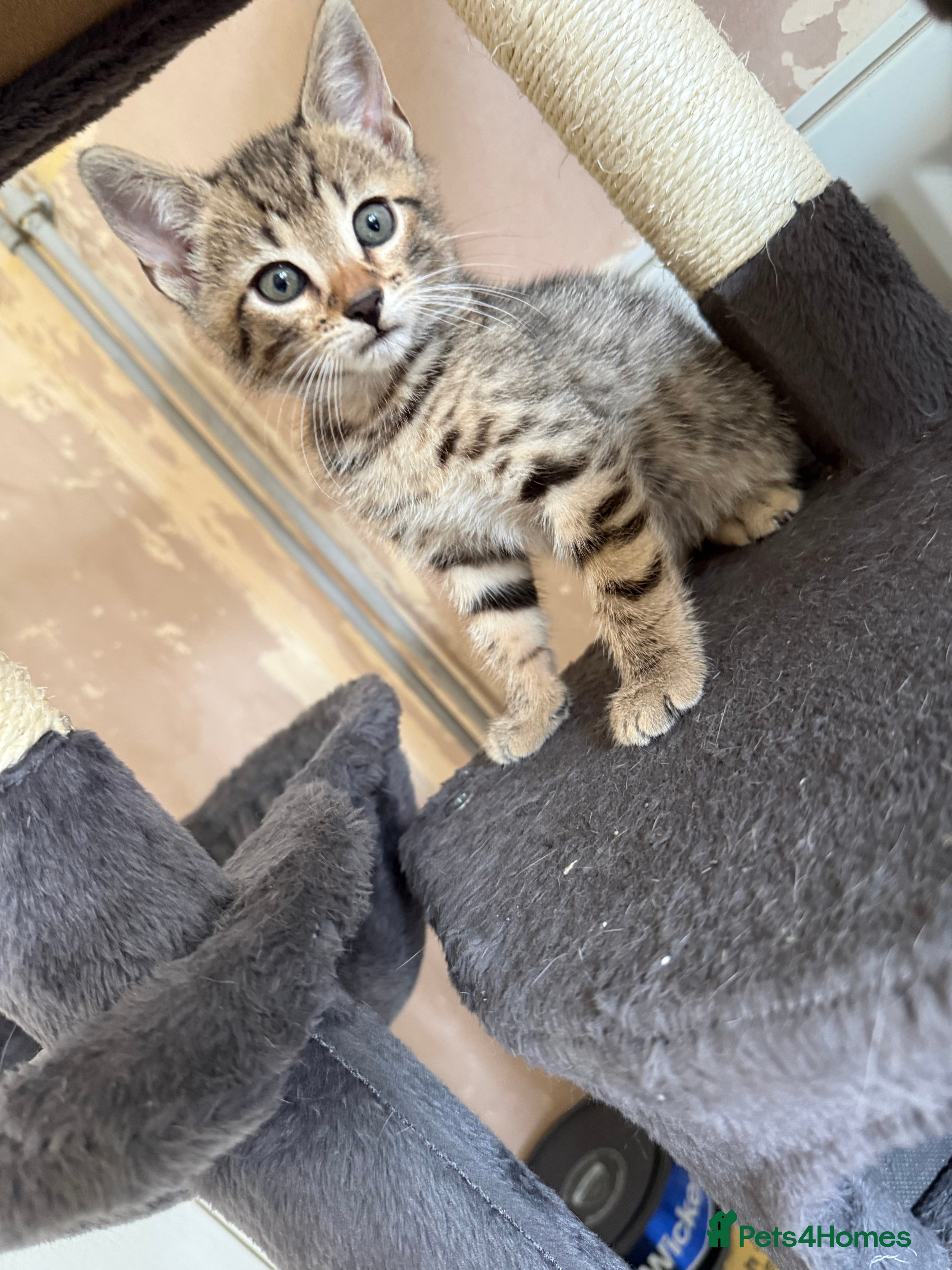 Bengal cats for sale: 1 female kitten available  - Advert 4