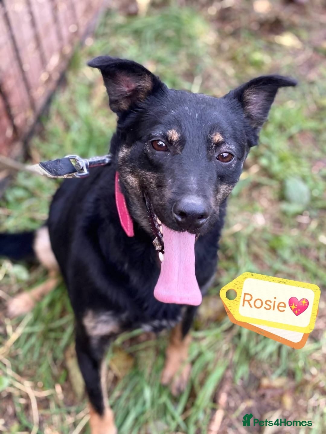 Mixed Breed dogs ❤️🐶 ROSIE – Curious, Cheerful, Always Close 🐶❤️ - Advert 6