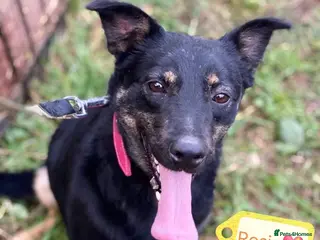 Mixed Breed dogs ❤️🐶 ROSIE – Curious, Cheerful, Always Close 🐶❤️ - Advert 6