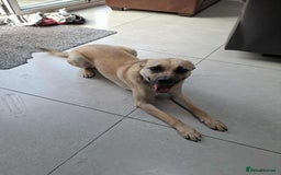 Mixed Breed dogs for adoption: Rocco - Norwich Norfolk  - Image 14