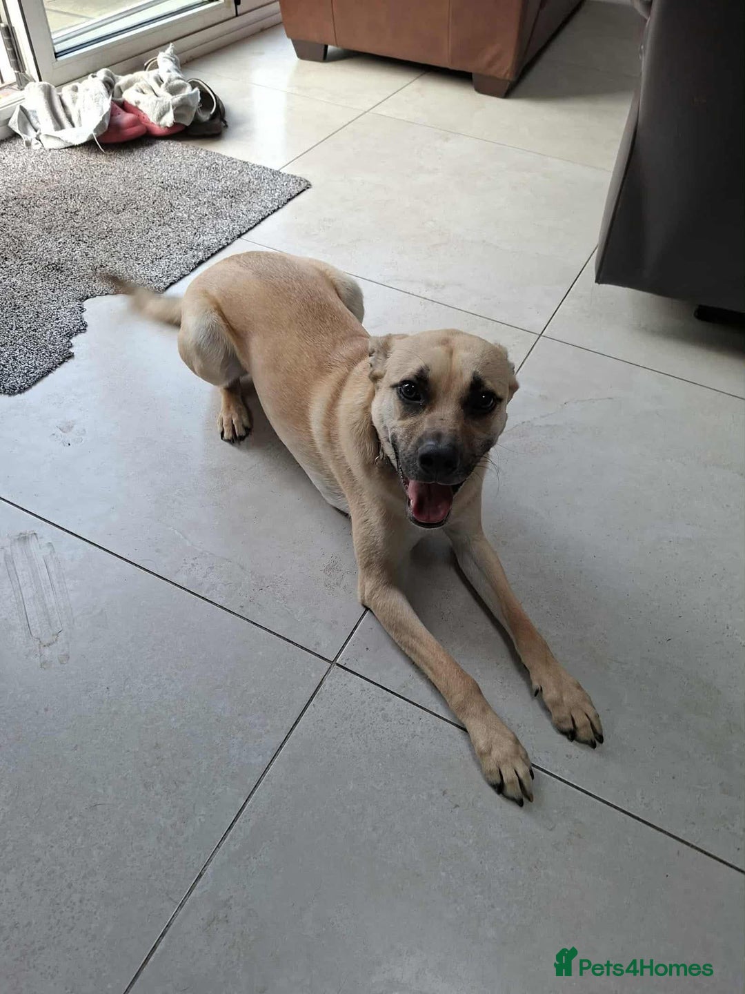 Mixed Breed dogs for adoption: Rocco - Norwich Norfolk  - Image 14