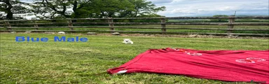 West Highland Terrier Blue Collar 